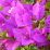 Bougainvillea .png